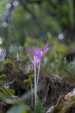 Çiçekli çayırlarda sonbahar kolşisi Colchicum sonbaharı. Yüksek kalite fotoğraf