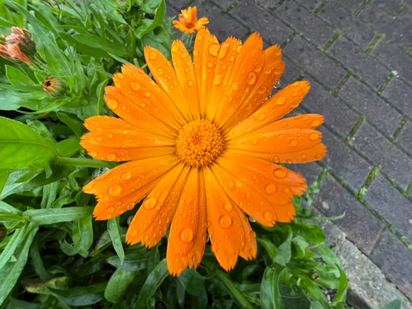 Orange Gerbera Wet Light Rain High Quality Photo — Stock Photo, Image