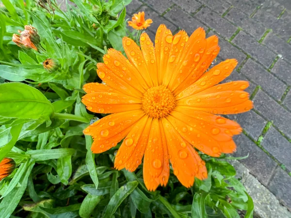 Narancssárga Gerbera Nedves Könnyű Esőtől Kiváló Minőségű Fénykép — Stock Fotó