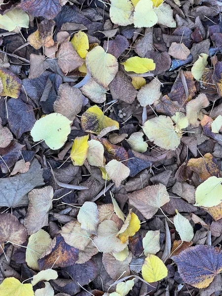 秋のカラフルな背景に落ちた葉 高品質の写真 — ストック写真