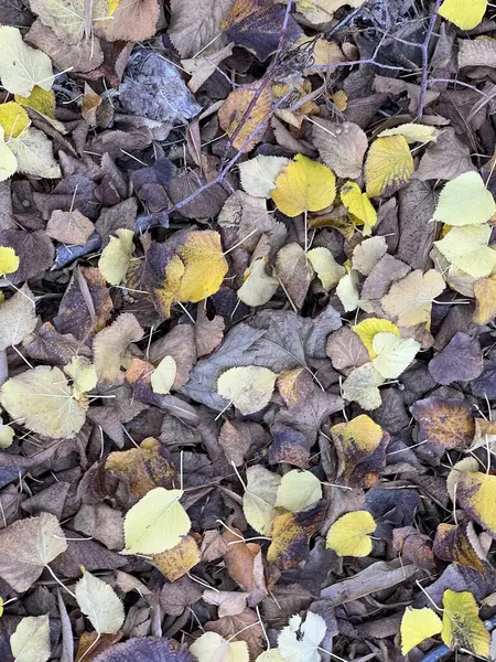Spadły Liście Jesienią Kolorowe Tło Wysokiej Jakości Zdjęcie — Zdjęcie stockowe