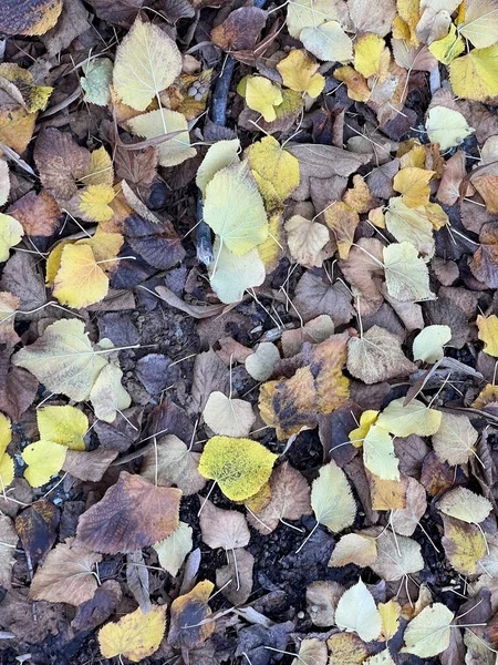 Gefallene Blätter Herbst Bunten Hintergrund Hochwertiges Foto — Stockfoto