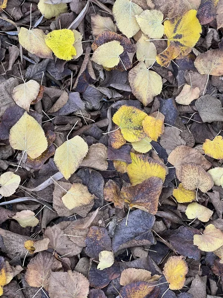 Folhas Caídas Outono Fundo Colorido Foto Alta Qualidade — Fotografia de Stock