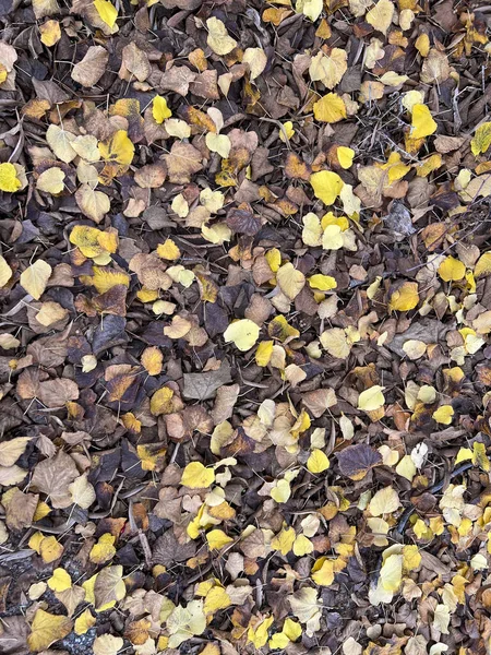 Sonbahar Renkli Arka Planda Düşen Yapraklar Yüksek Kalite Fotoğraf — Stok fotoğraf
