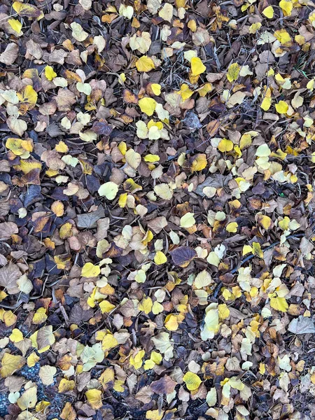 Gevallen Bladeren Herfst Kleurrijke Achtergrond Hoge Kwaliteit Foto — Stockfoto