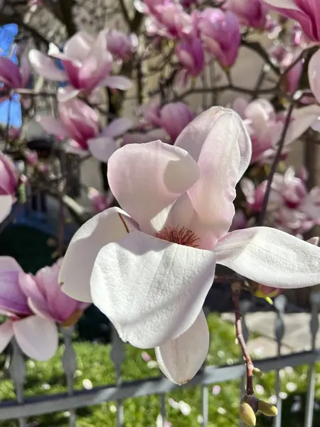 Drzewa Magnolii Gałęzi Kwitnącymi Kwiatami Wysokiej Jakości Zdjęcie — Zdjęcie stockowe