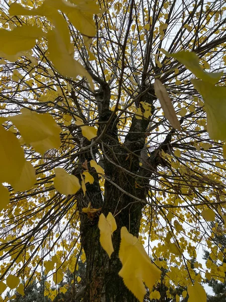Gele Herfstbladeren Aan Boom Hoge Kwaliteit Foto — Stockfoto