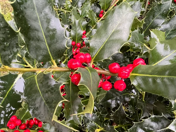 赤いベリーフルーツのホリー植物 高品質の写真 — ストック写真