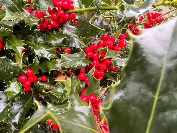 Holly Plant Red Berry Fruits High Quality Photo — Stock Photo, Image