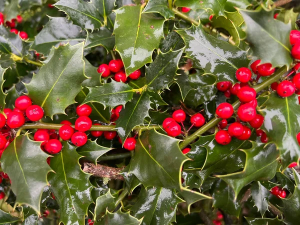 Holly Plant Red Berry Fruits High Quality Photo — Stock Photo, Image