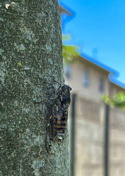 European Cicada Tree Summer High Quality Photo — Stock Photo, Image