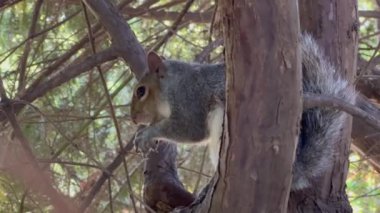 Sincap Torino 'daki Pellerina parkında yemek yiyor. Yüksek kalite 4k görüntü