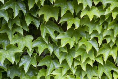 Sarmaşık bitkileri yemyeşil arka planda yetişir. Yüksek kalite fotoğraf