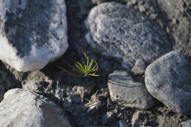 İlkbaharda bir tutam ot taşların arasında doğar. Yüksek kalite fotoğraf