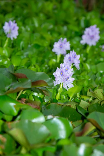 Pontederia 분쇄물 연못에 Hyacinth 품질의 — 스톡 사진