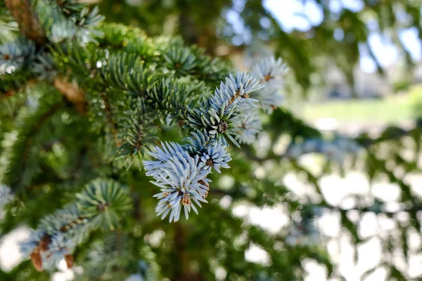 Sitka Spruce Picea Sitchensis Ağacın Belirgin Mavimsi Iğnelerinin Bir Dalını — Stok fotoğraf
