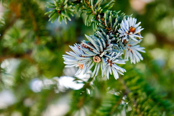Sitka Spruce Picea Sitchensis Zblízka Ukazuje Větev Výrazně Namodralých Jehličí — Stock fotografie
