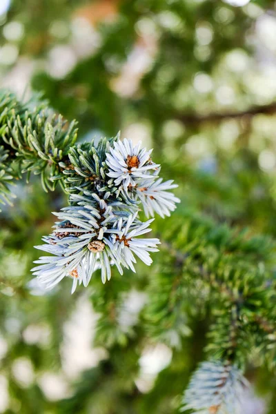 Sitka Spruce Picea Sitchensis Vicino Mostra Ramo Degli Aghi Distintamente — Foto Stock