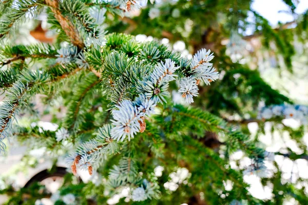Sitka Spruce Picea Sitchensis Mostra Perto Ramo Das Agulhas Nitidamente — Fotografia de Stock
