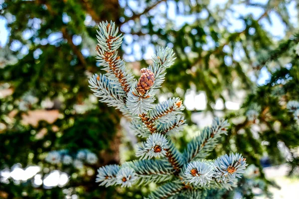 Sitka Spruce Picea Sitchensis Крупным Планом Показывает Ветку Отчетливо Голубоватых — стоковое фото