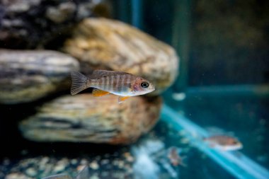 Malawi 'den Aulonocara tatlı su balığı yetiştiriyorum. Yüksek kalite fotoğraf