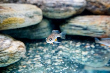 Malawi 'den Aulonocara tatlı su balığı yetiştiriyorum. Yüksek kalite fotoğraf