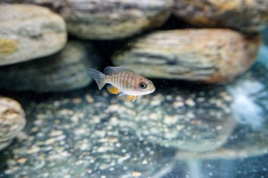 Malawi 'den Aulonocara tatlı su balığı yetiştiriyorum. Yüksek kalite fotoğraf