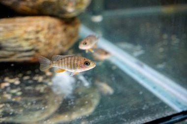 Malawi 'den Aulonocara tatlı su balığı yetiştiriyorum. Yüksek kalite fotoğraf