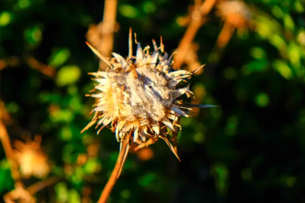 Kwiat Ostropestu Cynara Cardunculus Suszony Przez Słońce Wysokiej Jakości Zdjęcie — Zdjęcie stockowe