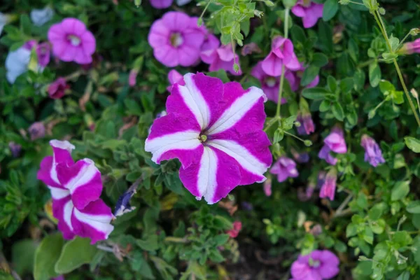 Colorful Petunia Flowers Garden High Quality Photo — Stock Photo, Image