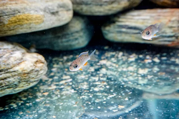Malawi 'den Aulonocara tatlı su balığı yetiştiriyorum. Yüksek kalite fotoğraf