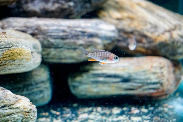 Вирощування Прісноводних Риб Малаві Високоякісна Фотографія — стокове фото