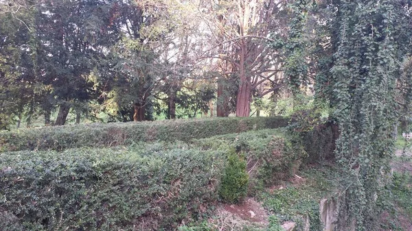 Gepflegter Garten Mit Hecken Und Bäumen Hochwertiges Foto — Stockfoto