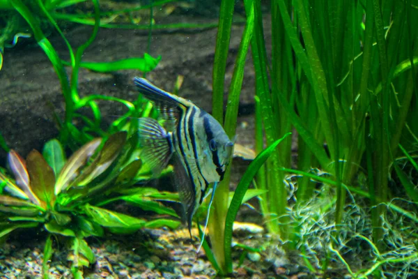 Fish Scalare Freshwater Aquarium Pterophyllum Scalare High Quality Photo — Stock Photo, Image