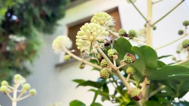 Пчела Опыляет Цветок Саду Высококачественные Кадры — стоковое видео