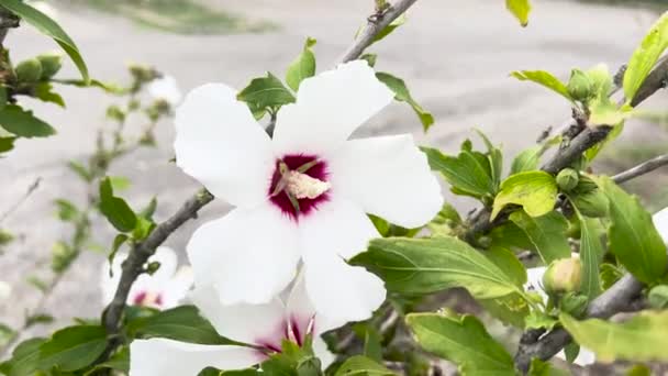 Taze Açmış Beyaz Çin Amber Çiçeği Yüksek Kalite Görüntü — Stok video