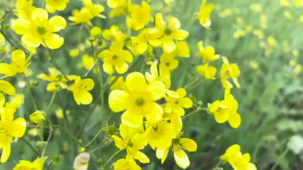 Цветущий Луг Ranunculus Acris Высококачественные Кадры — стоковое видео
