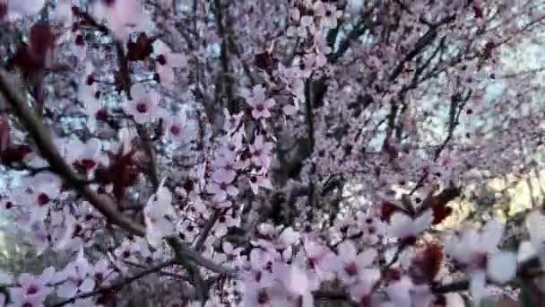 Kersenboom Met Nieuw Bloeiende Bloemen Beeldmateriaal Van Hoge Kwaliteit — Stockvideo
