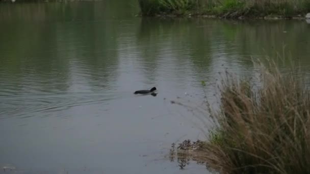 Blässhuhn Schwimmt Teich Mit Vegetation Hochwertiges Filmmaterial — Stockvideo