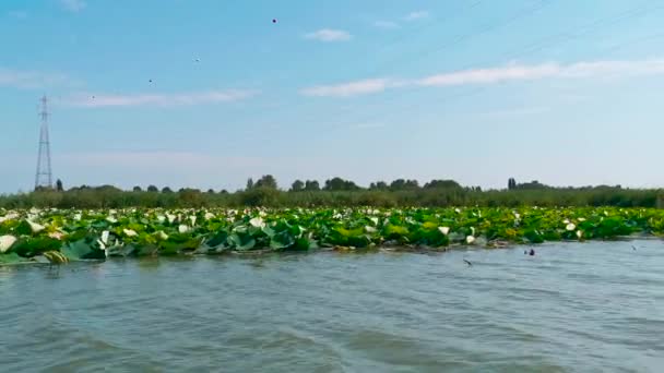 Flowery Mantua Lakes Water Lilies Panorama Sunny Day High Quality — Stock Video