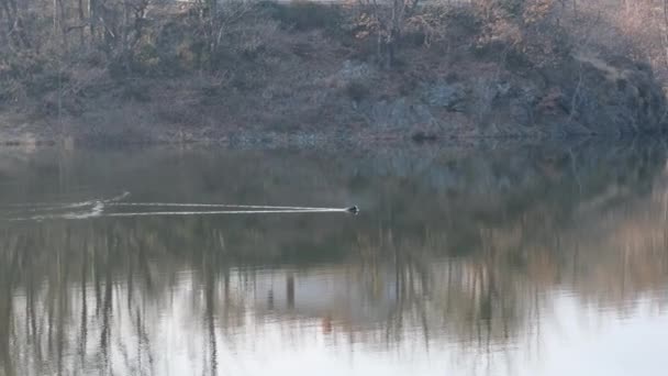 Blässhuhn Schwimmt Teich Mit Vegetation Hochwertiges Filmmaterial — Stockvideo