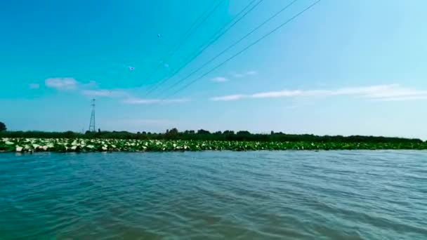 Цветущие Мантуанские Озера Панорамой Водяные Лилии Солнечный День Высококачественные Кадры — стоковое видео