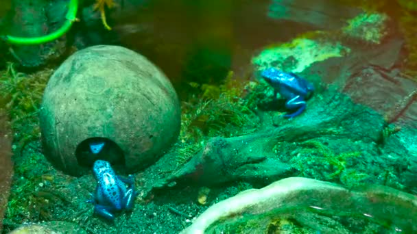 Okopipi Dendrobates Tinctoreus Poisonous Arrowhead Frog Terrarium High Quality Footage — Stock Video