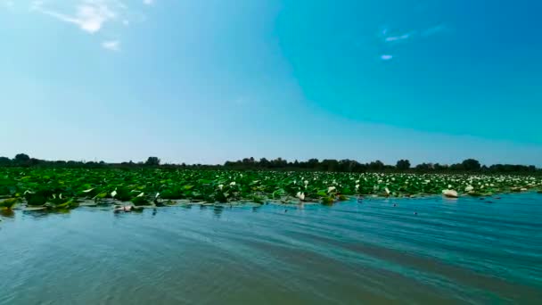 Цветущие Мантуанские Озера Панорамой Водяные Лилии Солнечный День Высококачественные Кадры — стоковое видео