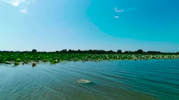 Florido Lagos Mantua Com Lírios Água Panorama Dia Ensolarado Imagens — Vídeo de Stock