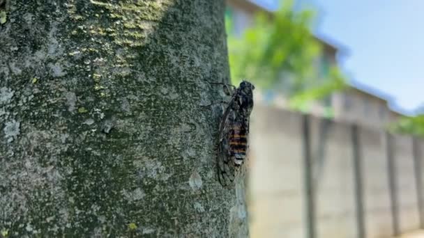 시카다는 여름에 나무에 고품질 — 비디오