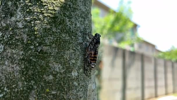 Cicada Volá Strom Létě Vysoce Kvalitní Záběry — Stock video