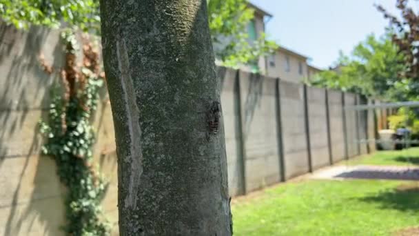 Zikaden Die Sommer Bäume Anfliegen Hochwertiges Filmmaterial — Stockvideo