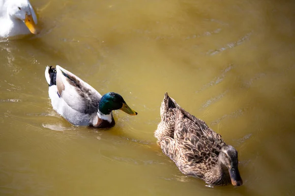 male and female mallard duck in pond. High quality photo