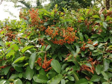 portakal ve kırmızı pirakanta ateş dikenli böğürtlen. Yüksek kalite fotoğraf
